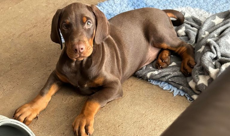 Dobermann-Welpe als Beispiel für bedarfsgerechte Hundeernährung