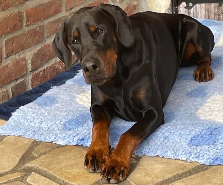 Dobermann bei besonderen Ernährungsbedürfnissen