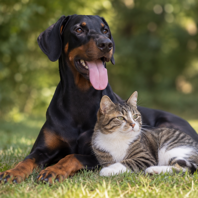 Dobermann bei der Ernährungsberatung für Hunde